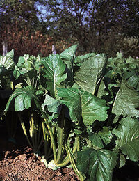 Großer grünblättriger Gemüsepflanzen im Sonnenlicht auf dunklem Boden, mit Baum im Hintergrund.