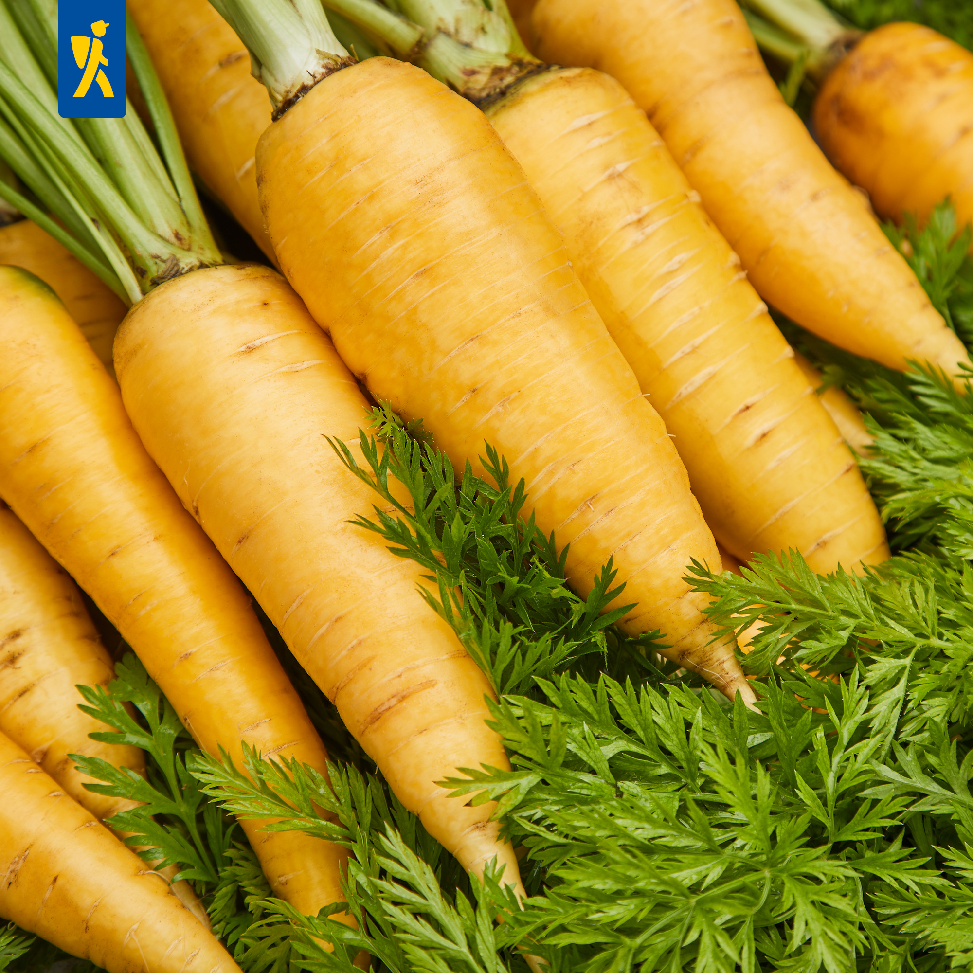 Mehrere gelbe Karotten mit grünen Blättern.