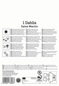 Pflegehinweise und Pflanzinfos für Dahlia Saint Martin auf einem weißen Hintergrund mit Text und Symbolen.