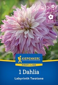 Große pink-weiße Dahlie mit gefüllten Blüten, Durchmesser 20-25 cm, auf grünem Hintergrund.