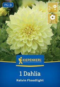 Hellgelbe Dahlie mit großen, gefüllten Blüten, grüne Blätter im Hintergrund, Blütendurchmesser 20-25 cm.