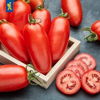 Rote Tomaten in Holzkiste mit einigen Tomatenstücken auf dunklem Hintergrund.