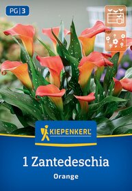 Calla-Lilien mit orangefarbenen Blüten und grünen, gesprenkelten Blättern auf Pflanzenpackung.