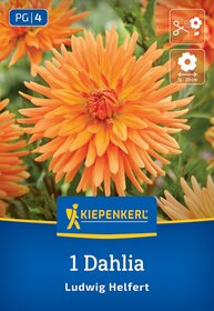 Orange Dahlie Blüte mit grünen Blättern im Hintergrund, KIEPENKERL-Logo und Pflegehinweise.