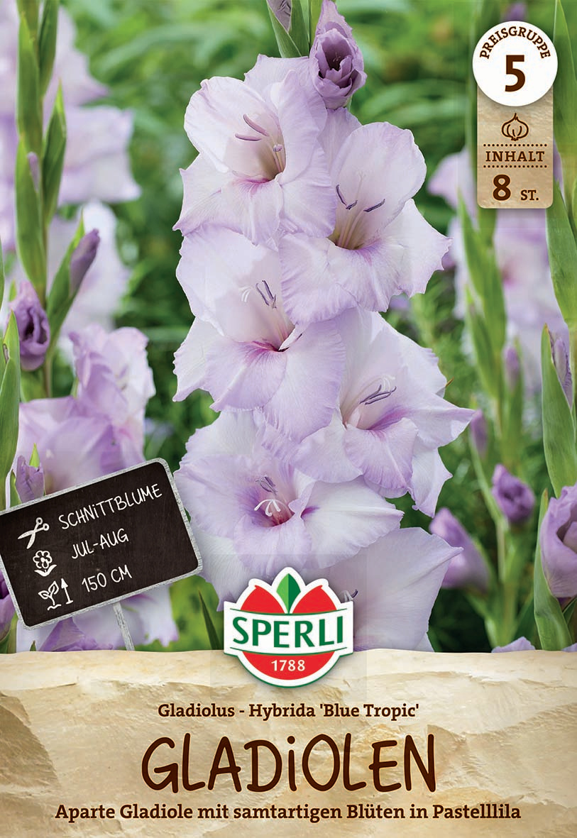 Gladiole Blue Tropic