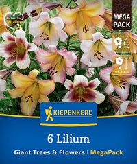 Blumen und Blüten der Lilien mit grünen Blättern, auf Verpackung abgebildet.