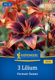 Dreiseitige Lilienblüte in orange und dunkelrot, grüne Knospen, grüner Hintergrund.