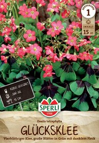 Pflanzen mit pinken Blüten und grünen, dunkel gefleckten Blättern im Garten.