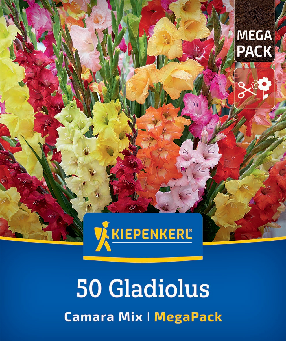 Bunter Gladiolus- Blumenstrauß mit gelben, roten, pinken und orangefarbenen Gladiolen.