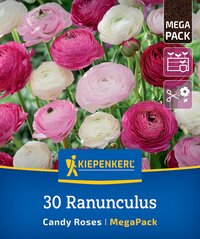 Bunte Ranunkeln in Pink, Weiß und Rot auf Verpackung, Kiepenkerl Logo, Mega Pack, 30 Blumen.