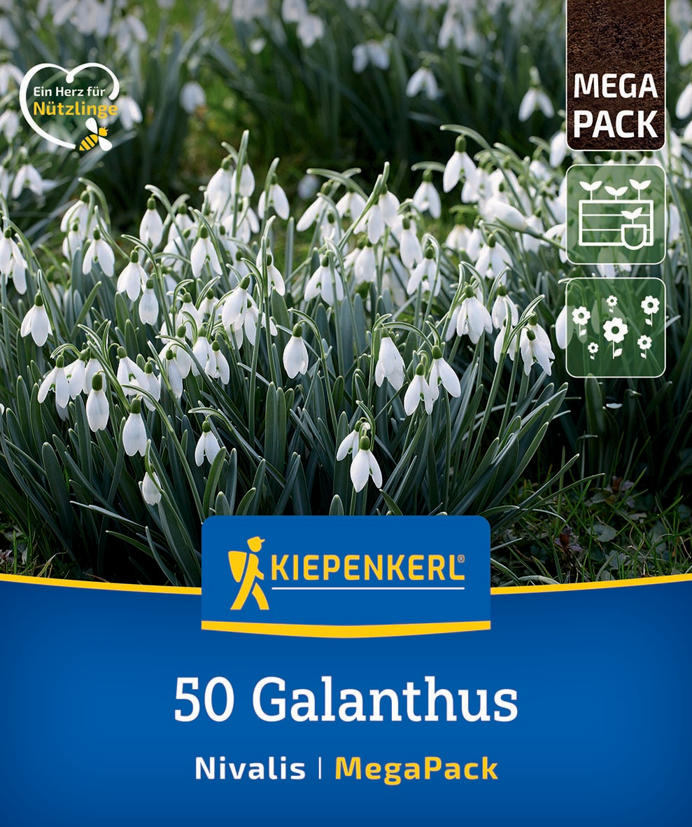 Galanthus Schneeglöckchen auf grünem Rasen, Verpackung mit Kiepenerl Logo, Mega Pack.