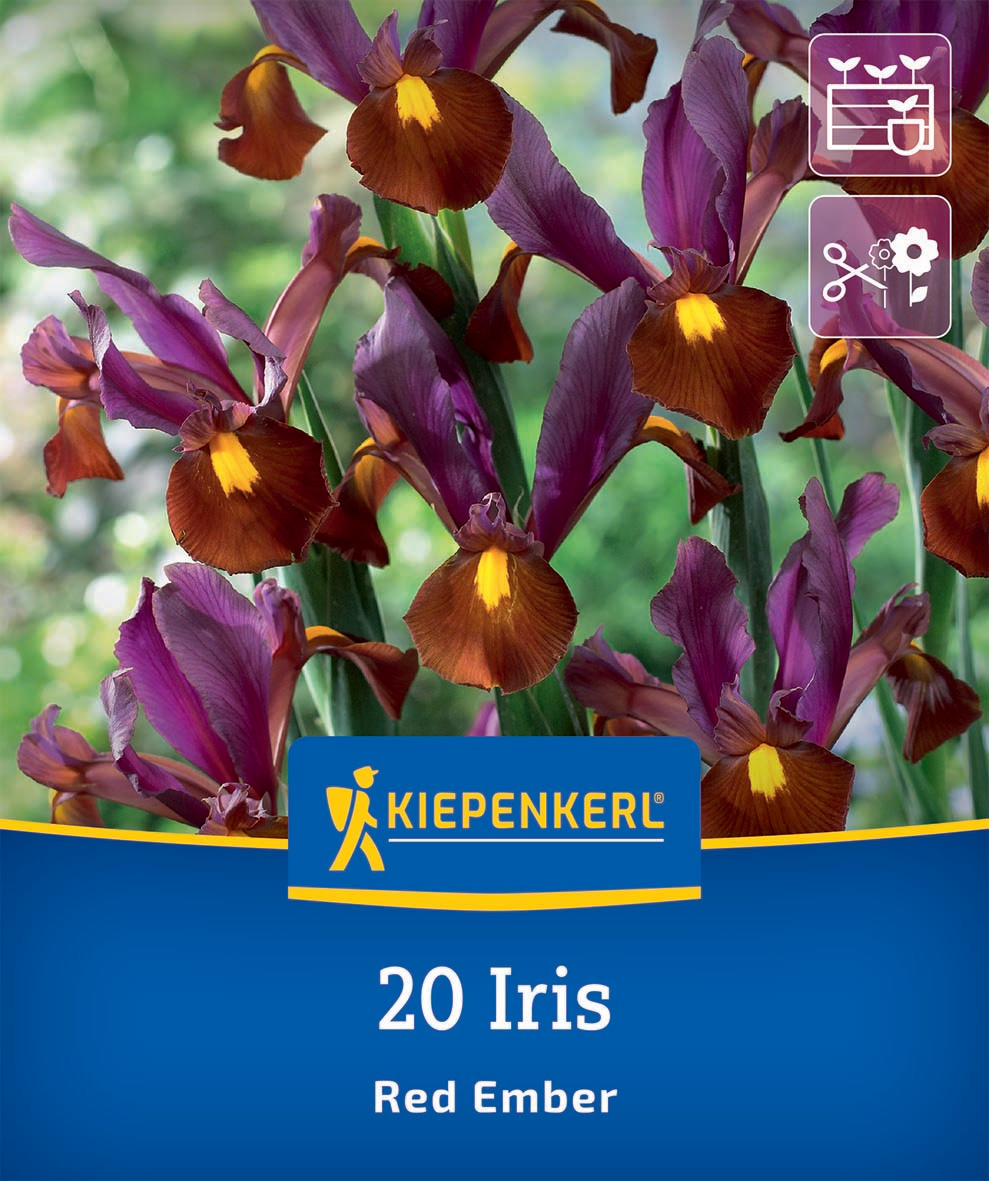 Bunte Irisblumen in violett, braun und gelb im Garten vor grünem Hintergrund.