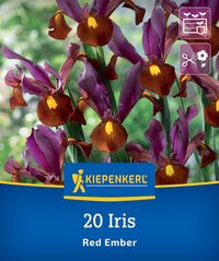 Bunte Irisblumen in violett, braun und gelb im Garten vor grünem Hintergrund.