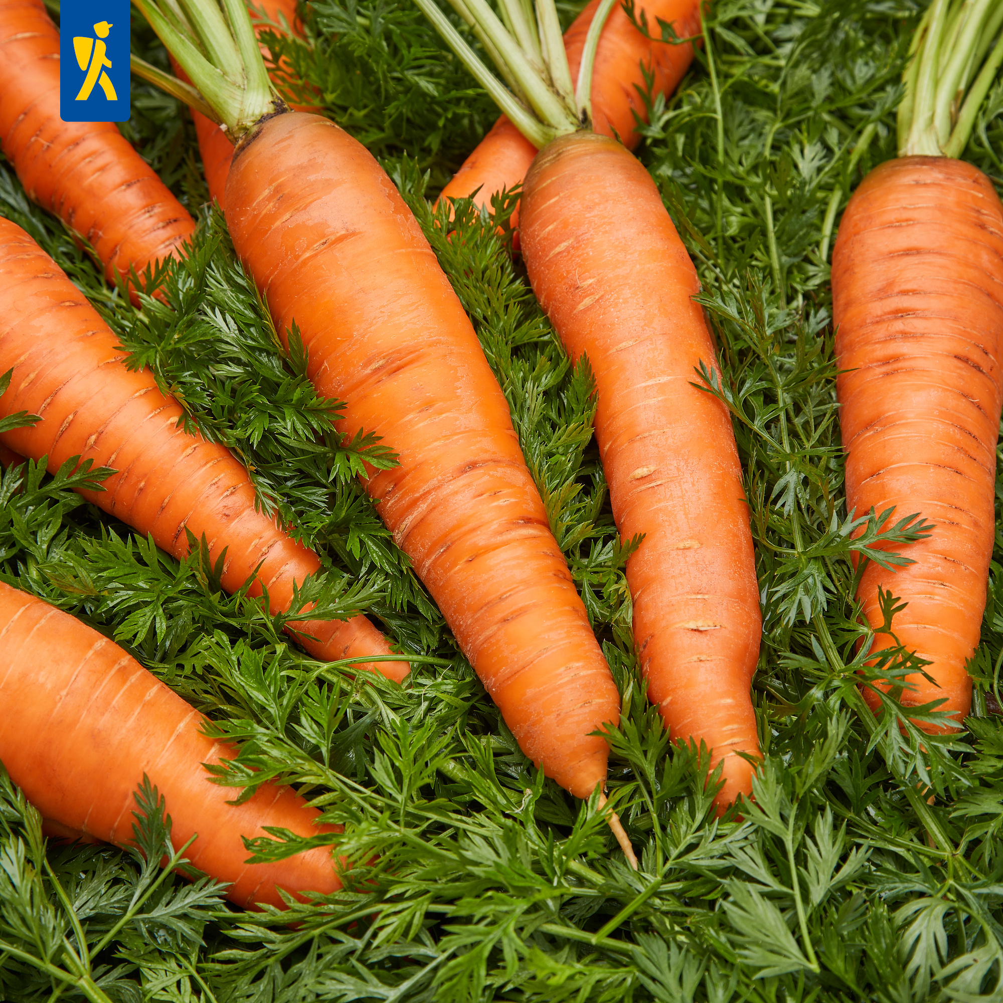 Mehrere Karotten liegen auf grünen Blättern.