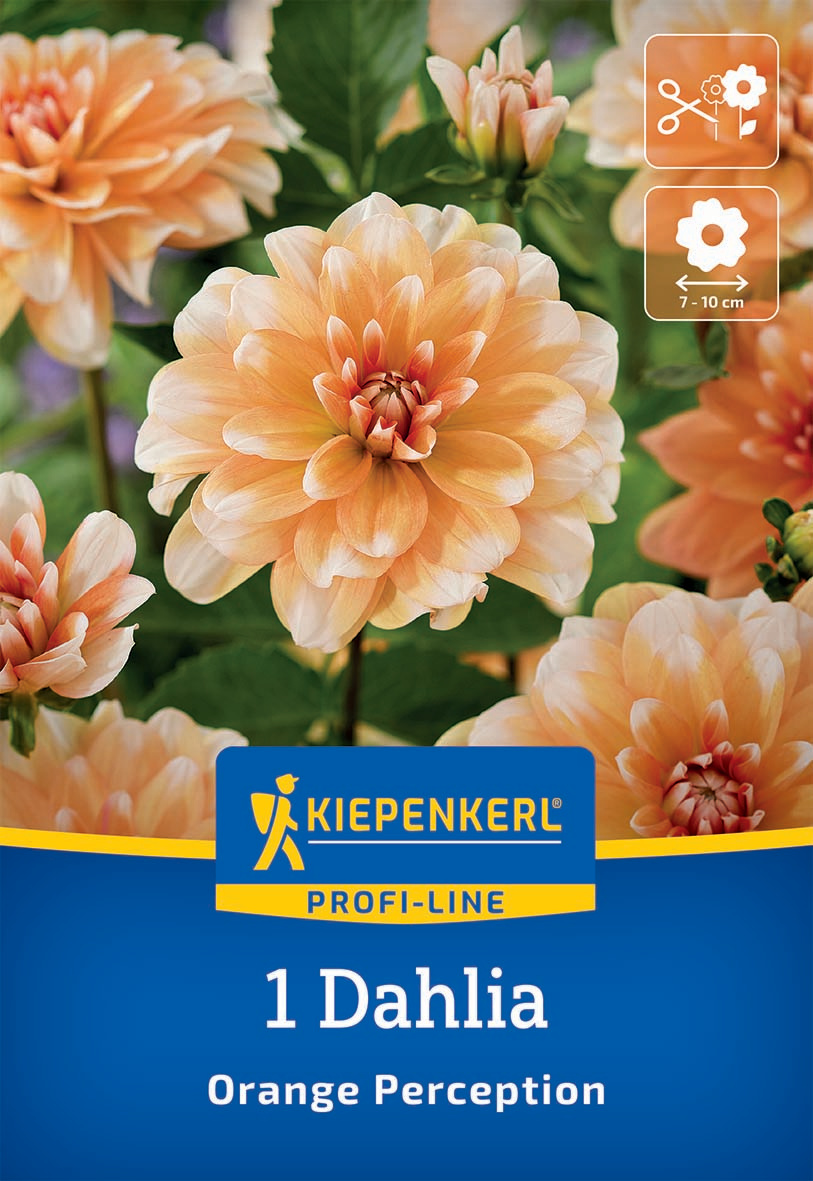 Pfingstrose mit großen, peachfarbenen Blüten und grünen Blättern auf Stauden.