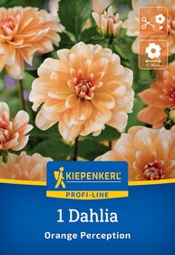 Pfingstrose mit großen, peachfarbenen Blüten und grünen Blättern auf Stauden.