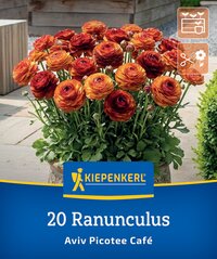Ranunculus Blüten in orange und rot in einem Topf, Kiepenkerl Packung, 20 Samen.