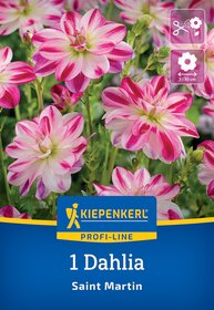 Pink-weiß gestreifte Dahlien mit grünen Stielen auf einem Pflanzensack.