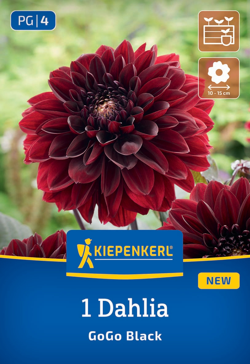 Dahlie in Schwarz mit dunkelroten Blütenblättern, auf dem Pflanztöpfchen.