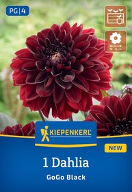 Dahlie in Schwarz mit dunkelroten Blütenblättern, auf dem Pflanztöpfchen.