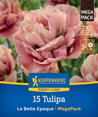 Nahaufnahme einer rosa Tulpe mit grünen Blättern im Hintergrund.