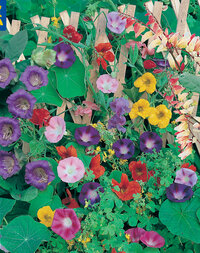 Bunte Igel, Sonnenblumen und Clematis wachsen an einem Holzzaun.