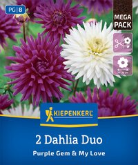 Bunte Dahlien in Violett, Weiß und Pink auf grünen Blättern, Verpackung eines Dahlien-Saatgutsets.