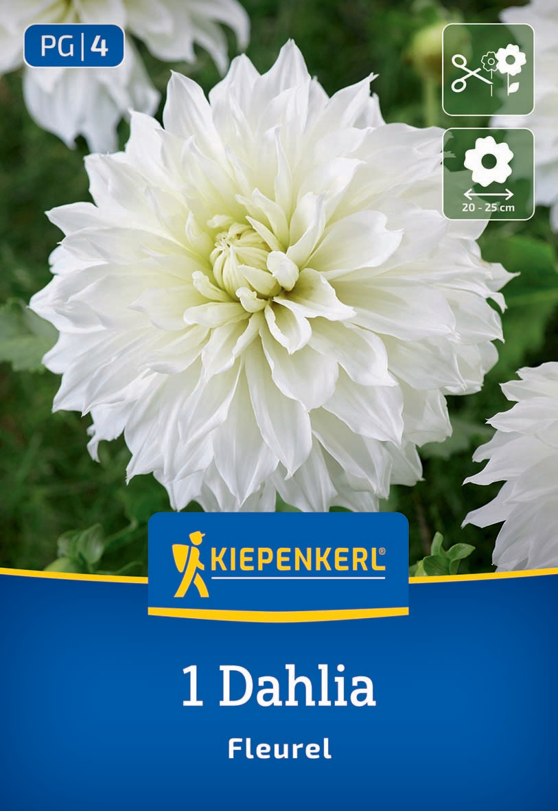 Weiße große Dahlie mit vielen zarten Blütenblättern vor grüner Hintergrund, auf Verpackung.