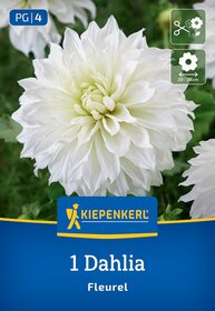 Weiße große Dahlie mit vielen zarten Blütenblättern vor grüner Hintergrund, auf Verpackung.