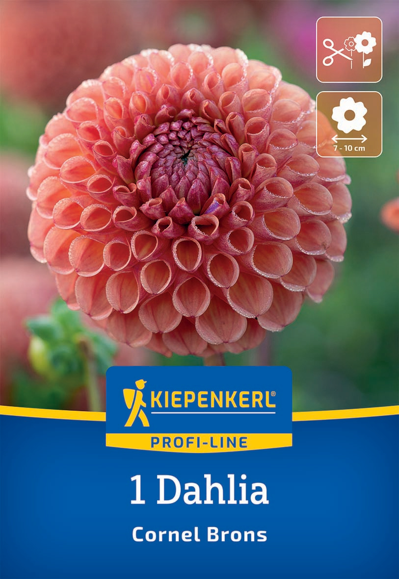 Großer, rötlicher Dahlienkopf mit gewölbten Blütenblättern, Kiepenkerl Verpackung mit Blütendaten.