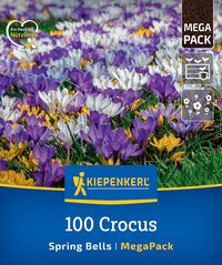 Blumenbeet mit gelben, weißen und lila Krokussen, Verpackung für 100 Crocus Frühjahr Blüten, Kiepenkerl Mega Pack.