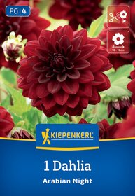 Dunkelrote Dahlienblüte mit grünen Blättern im Hintergrund, auf Verpackung mit Kiepenkerl-Logo und Produktname.
