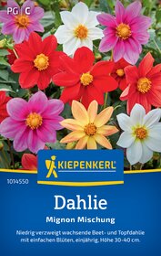 Bunte Dahlien mit großen Blüten, in weiß, rot, gelb und pink.