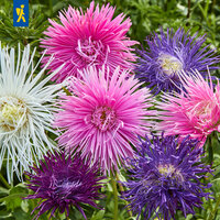 Bunte Gartenasterblumen in Pink, Weiß, Lila und Dunkelviolett mit grünen Blättern im Hintergrund.
