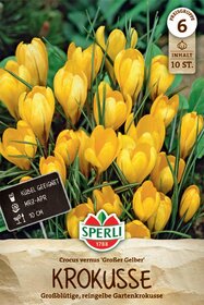 Gartenkrokus Großer Gelber