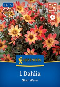 Bunte Dahlien mit gelben und orangen Blüten auf einem Pflanzensack.