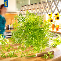 Großer, buschiger, grüner Kräuterherbst auf einem Holztisch mit Messer, im Hintergrund Blumen und eine Person in der Küche.