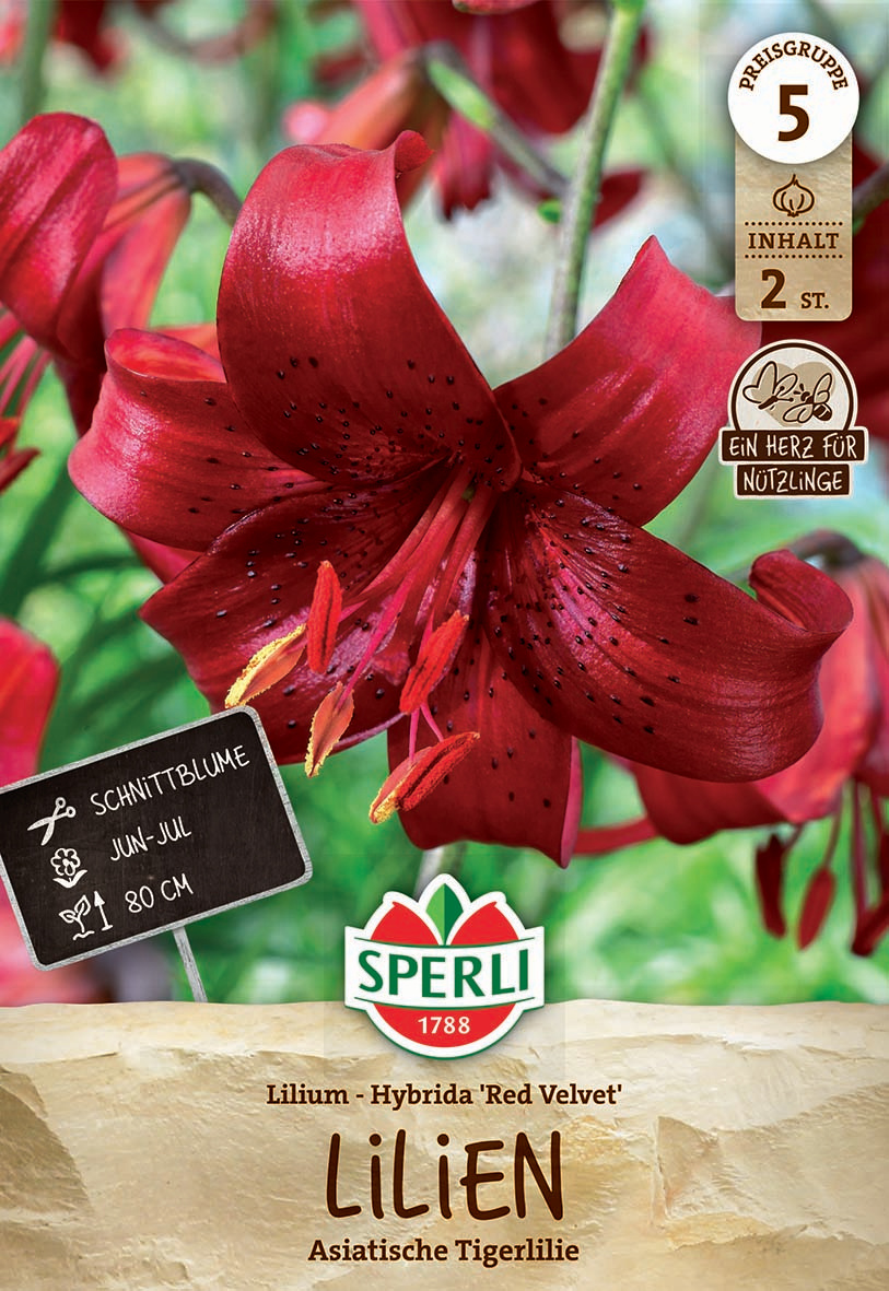 Red asiatische Tigerlilie mit schwarzen Punkten und sechs Blütenblättern vor grüner Hintergrund.