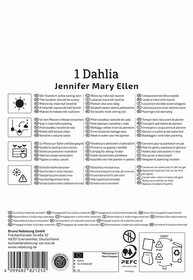 Anleitung für Dahlienpflanzen in mehreren Sprachen mit Icons für Sonnenlicht, Wasser, Topf, Frostschutz und Umwelthinweise.