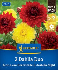 Bild zeigt gelbe und rote Dahlien mit grünen Blättern im Hintergrund.