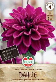 Große pinke gefüllte Dahlie mit dunklem Zentrum vor Fensterglas.