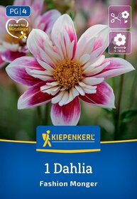 Große pink-weiße Dahlie mit gelbem Zentrum vor grünem Hintergrund.