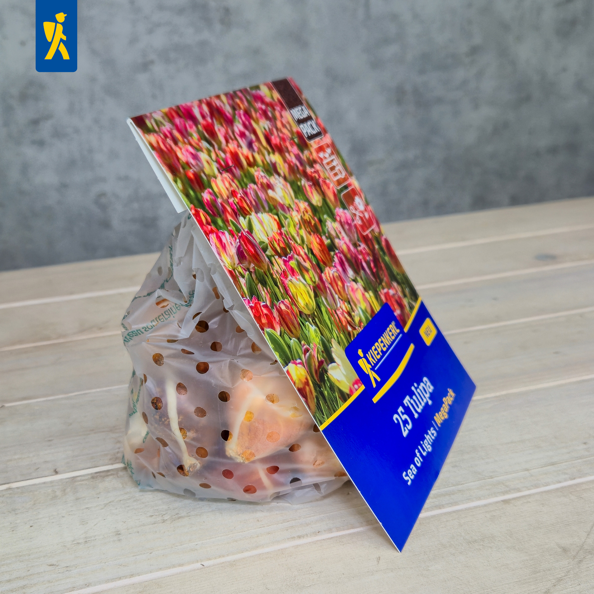 Pflanzenpaket mit bunter Tulpen-Deckel, im transparenten Beutel mit Löchern, auf weißem Holzuntergrund.