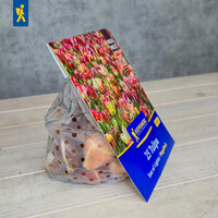 Pflanzenpaket mit bunter Tulpen-Deckel, im transparenten Beutel mit Löchern, auf weißem Holzuntergrund.