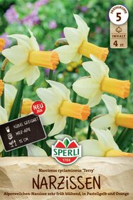 Alpenveilchen-Narzisse Terry