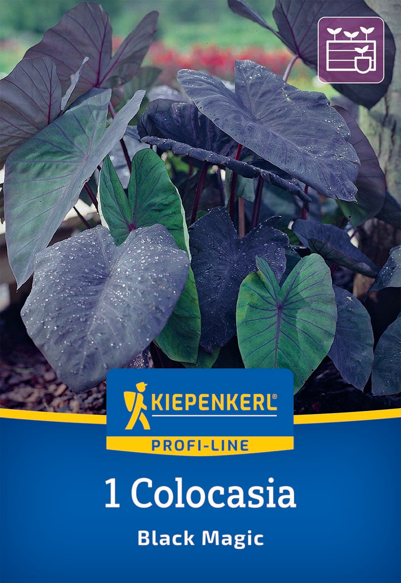 Grüne und dunkelblaue Blätter der Colocasia mit Wassertropfen, im Hintergrund unscharfe Natur.