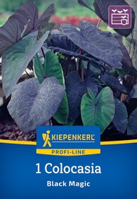 Grüne und dunkelblaue Blätter der Colocasia mit Wassertropfen, im Hintergrund unscharfe Natur.