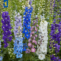 Bunte Stockrosen in Blau, Weiß, Lila und Violett in einem Garten.