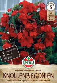 Rote Begonien mit üppigen Blüten und grünen Blättern, in einer Gartenszene.