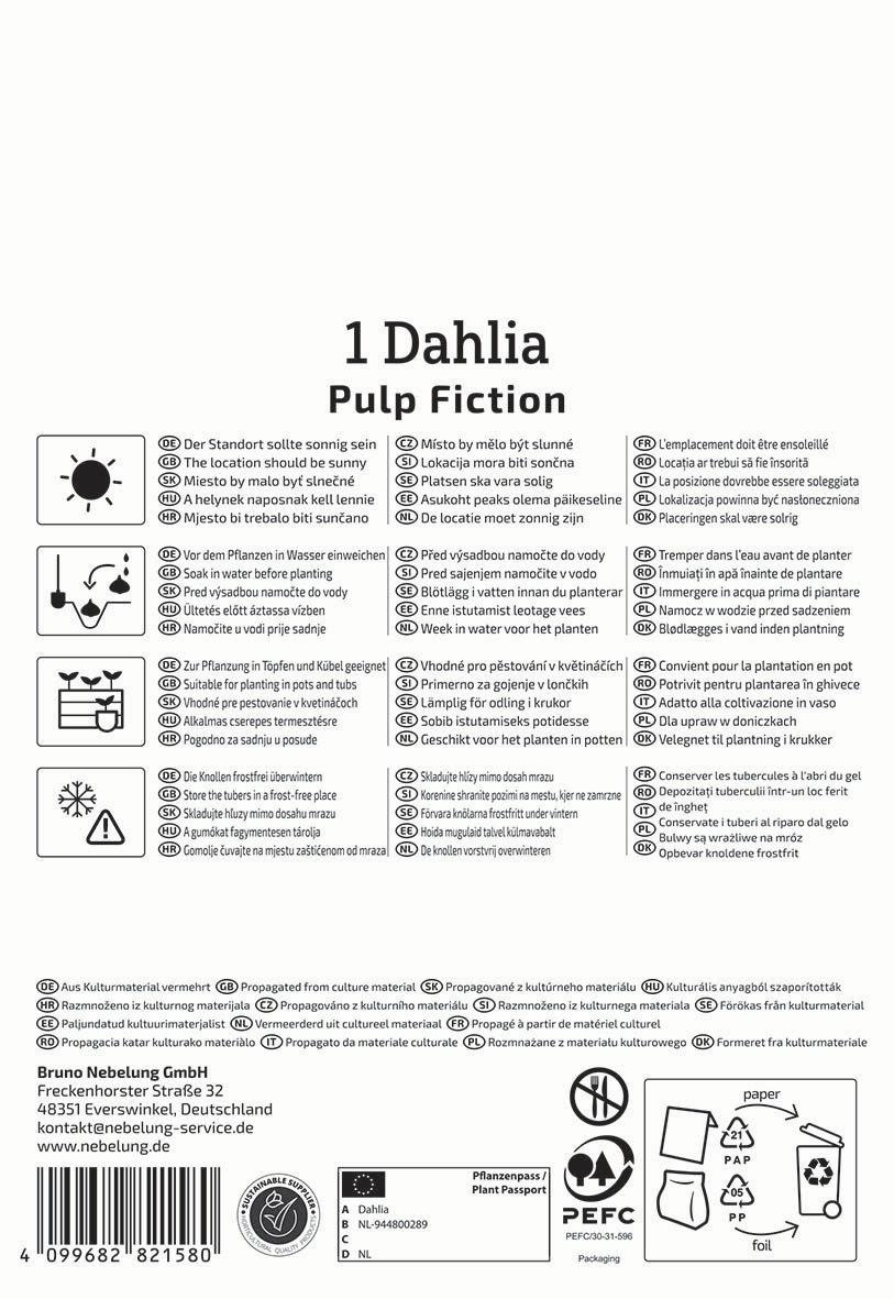 Anleitung für Dahlien pflanzen und pflegen mit Text und Symbolen in verschiedenen Sprachen.